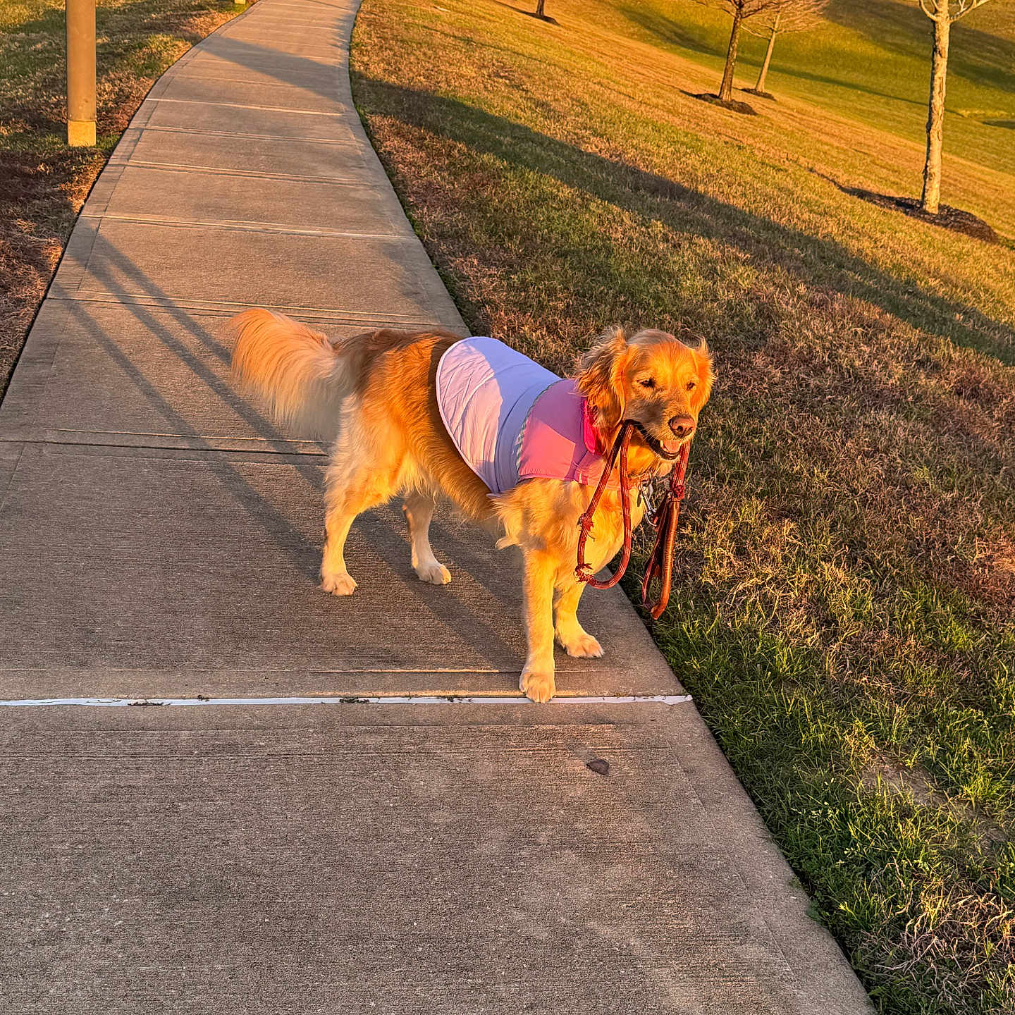 Bailey is registered to the contest to win money with this photo: dog, golden_retriever, sidewalk, leash, vest, grass, trees, suburban, houses, sunlight, shadow, outdoor, pet, canine, walking, park, nature, animal, daytime, cute