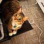 cat, tabby_cat, pet, collar, id_tag, paws, whiskers, big_eyes, indoor, floor, vinyl_floor, chair, black_chair, pet_bed, blanket, power_cable, cord, curious, looking_up, close_up