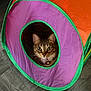 cat, tabby_cat, pet, cute, wide_eyes, tunnel, pop_up_tent, purple, orange, green_trim, hardwood_floor, gray_floor, collar, bell, indoor, playful, whiskers, ears, portrait, looking_up
