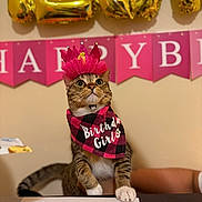 Mamacita is registered to the contest to win money with this photo: cat, tabby_cat, birthday, party, crown, bandana, banner, balloons, surprised_expression, paw, table, indoor, celebration, pink, accessory, whiskers, fur, pet, person_arm, portrait