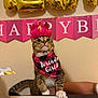 cat, tabby_cat, birthday, party, crown, bandana, banner, balloons, surprised_expression, paw, table, indoor, celebration, pink, accessory, whiskers, fur, pet, person_arm, portrait