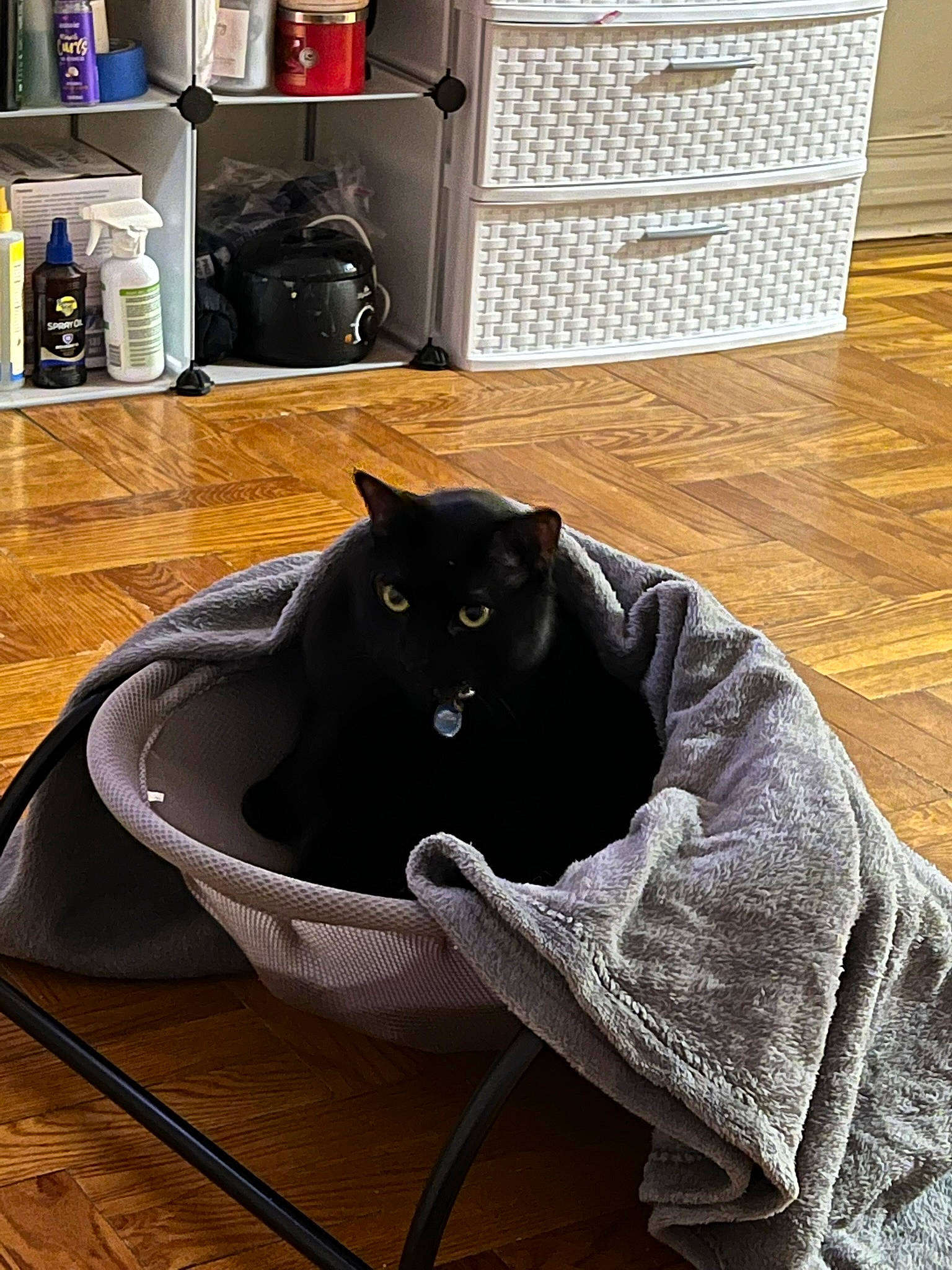 Wicked is registered to the contest to win money with this photo: black, black_cat, bombay, cabinetry, carnivore, cat, comfort, domestic_short_haired_cat, felidae, floor, flooring, grey, hardwood, room, shelf, small_to_medium_sized_cats, snout, tail, whiskers, wood
