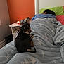 dog, chihuahua, bed, blanket, person, sleeping, nightstand, candle, toy, pillow, headboard, orange_wall, indoor, cozy, pet, looking_at_camera, small_dog, blanket_pattern, room, home