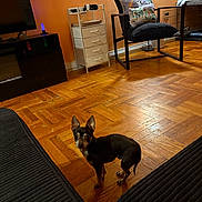 Papa joined the competition — help win amazing prizes! dog, chihuahua, hardwood_floor, living_room, chair, pillow, tv, cabinet, pet, small_dog, attentive, ears_up, looking_at_camera, home_interior, lamp, crate, side_table, cushion, cozy, parquet_floor