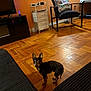 dog, chihuahua, hardwood_floor, living_room, chair, pillow, tv, cabinet, pet, small_dog, attentive, ears_up, looking_at_camera, home_interior, lamp, crate, side_table, cushion, cozy, parquet_floor