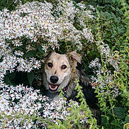 Koala participe au concours pour gagner de l'argent avec cette photo : dog, flowers, white_flowers, greenery, nature, outdoor, happy, smiling, pet, canine, flora, bushes, leaves, garden, animal, fur, closeup, head, eyes, collar