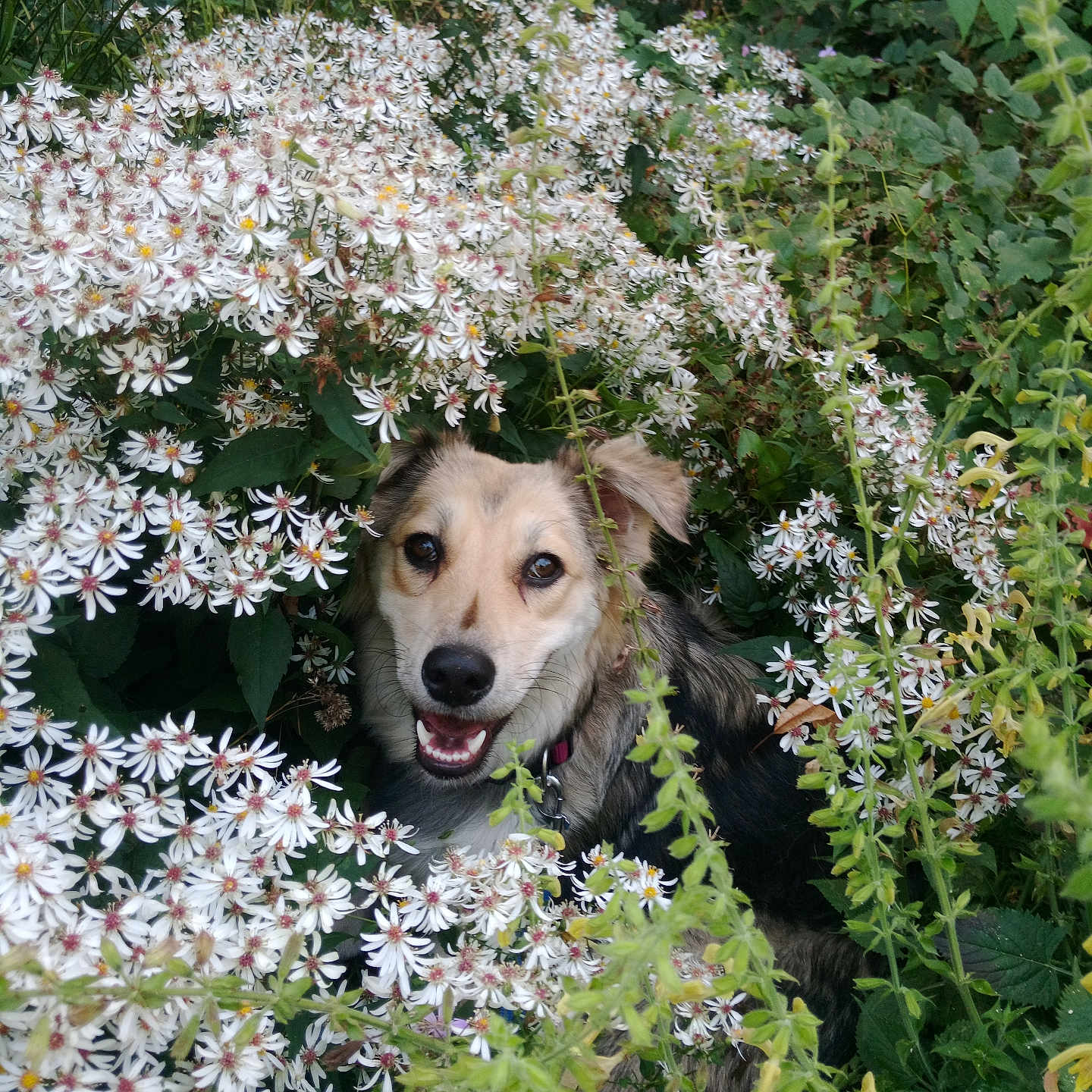Koala participe au concours pour gagner de l'argent avec cette photo : animal, bushes, canine, closeup, collar, dog, eyes, flora, flowers, fur, garden, greenery, happy, head, leaves, nature, outdoor, pet, smiling, white_flowers