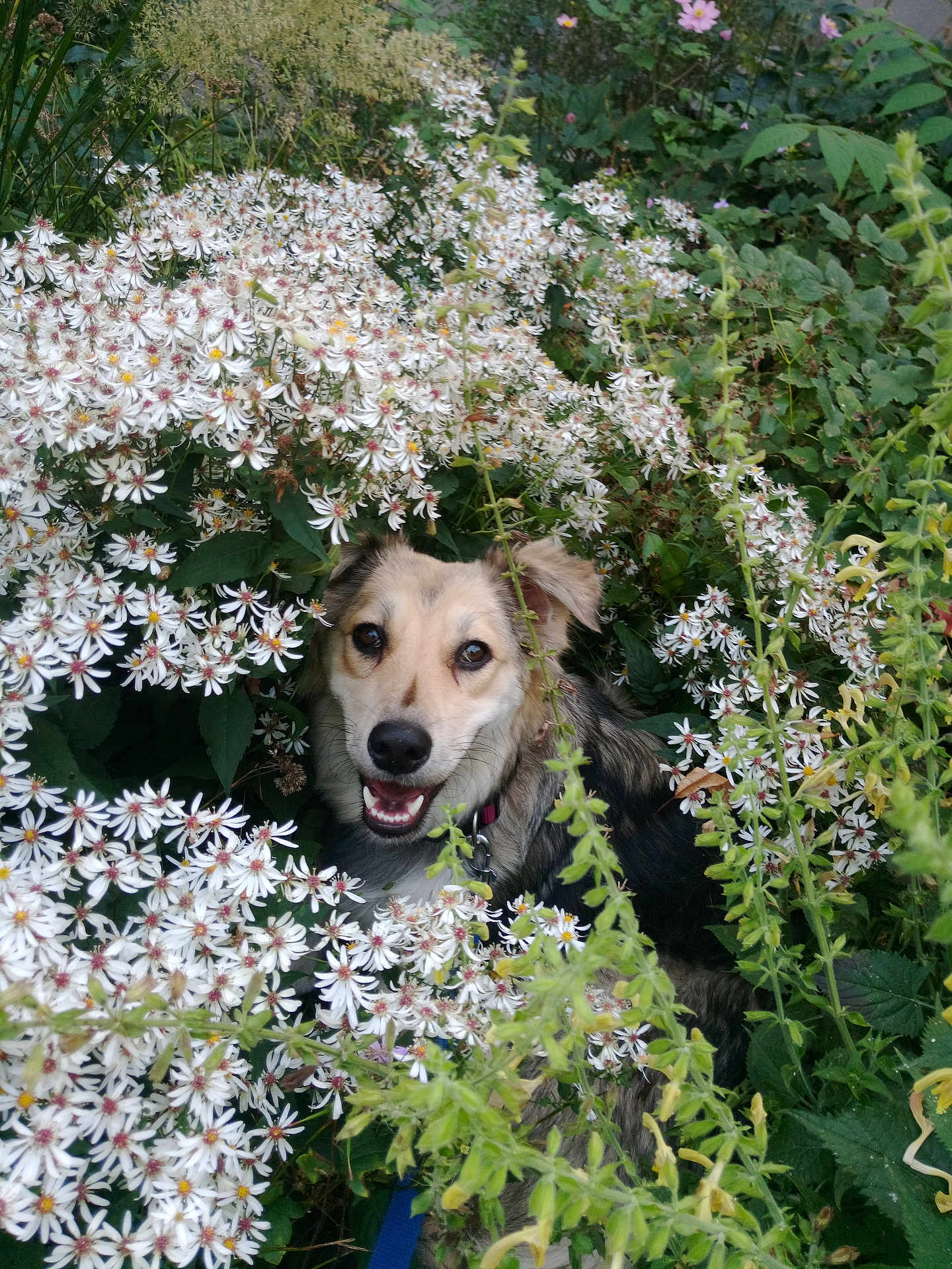 Koala participe au concours pour gagner de l'argent avec cette photo : dog, flowers, white_flowers, greenery, nature, outdoor, happy, smiling, pet, canine, flora, bushes, leaves, garden, animal, fur, closeup, head, eyes, collar