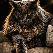 Ruben participe au concours pour gagner de l'argent avec cette photo : cat, fluffy, yellow_eyes, couch, furniture, pet, animal, portrait, close_up, indoor, fur, relaxed, resting, whiskers, paw, texture, moody_lighting, dark_background, majestic, long_hair