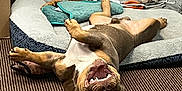 Menace joined the competition — help win amazing prizes! dog, upside_down, carpet, dog_bed, toy, blanket, indoor, relaxed, sleeping, pet, brown_dog, happy, mouth_open, paw, floor, cozy, cute, animal, resting, domestic
