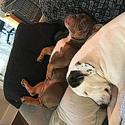 Menace joined the competition — help win amazing prizes! dog, sleeping, couch, pillow, blanket, indoor, pet, relaxed, brown_dog, white_dog, spotted_ear, cozy, resting, animal, companion, fur, household, comfort, cute, nap