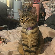 Lucy joined the competition — help win amazing prizes! kitten, tabby, cat, purple_collar, bed, blanket, toy, leopard_print, indoor, pet, feline, fur, whiskers, cute, domestic_animal, resting, cozy, soft_lighting, young_cat, animal
