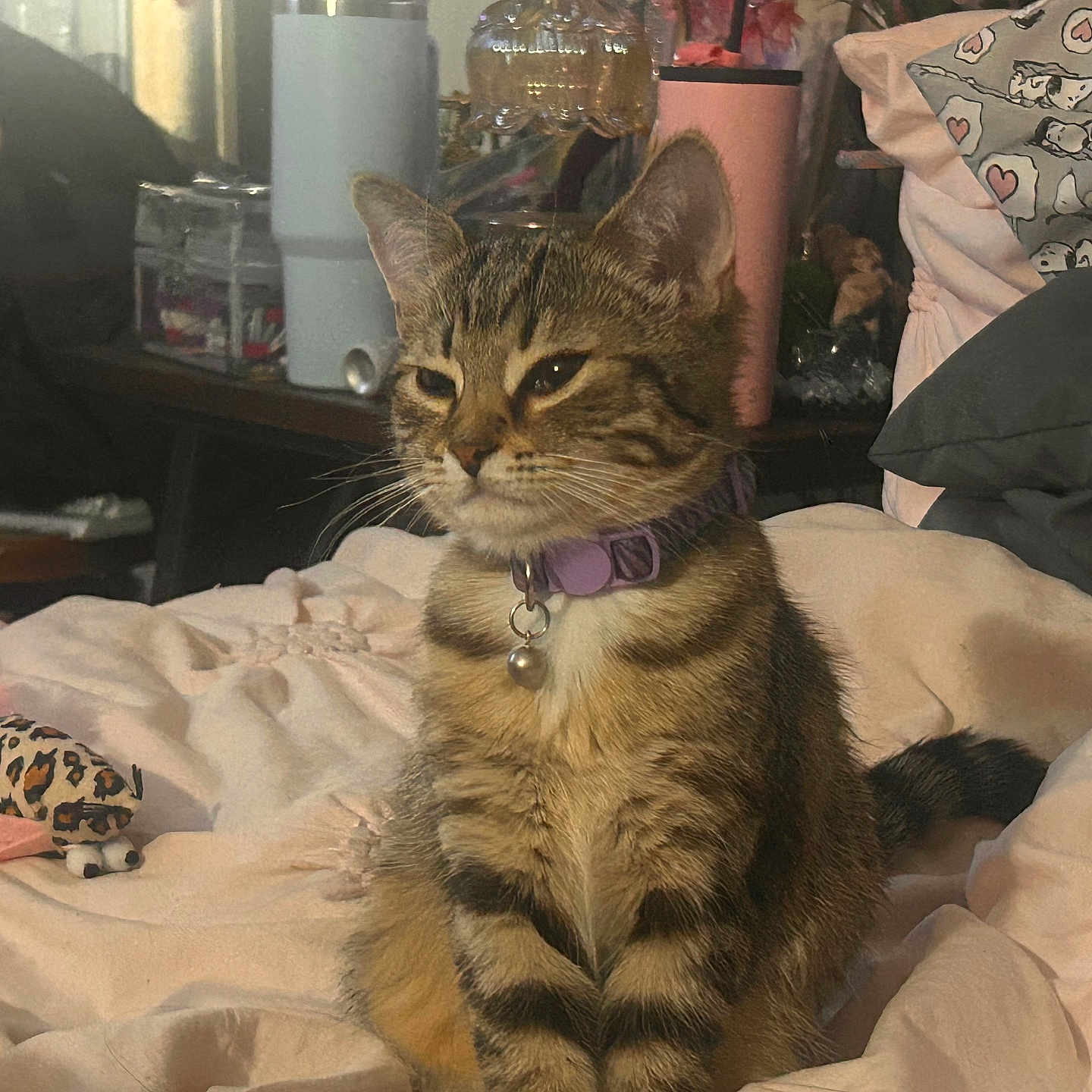 Lucy joined the competition — help win amazing prizes! animal, bed, blanket, cat, cozy, cute, domestic_animal, feline, fur, indoor, kitten, leopard_print, pet, purple_collar, resting, soft_lighting, tabby, toy, whiskers, young_cat