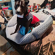 Patches joined the competition — help win amazing prizes! dog, dog_bed, jacket, couch, blanket, man, indoor, furniture, person, smile, cap, mustache, table, household_items, cozy, pet, seated, fabric, casual, living_room