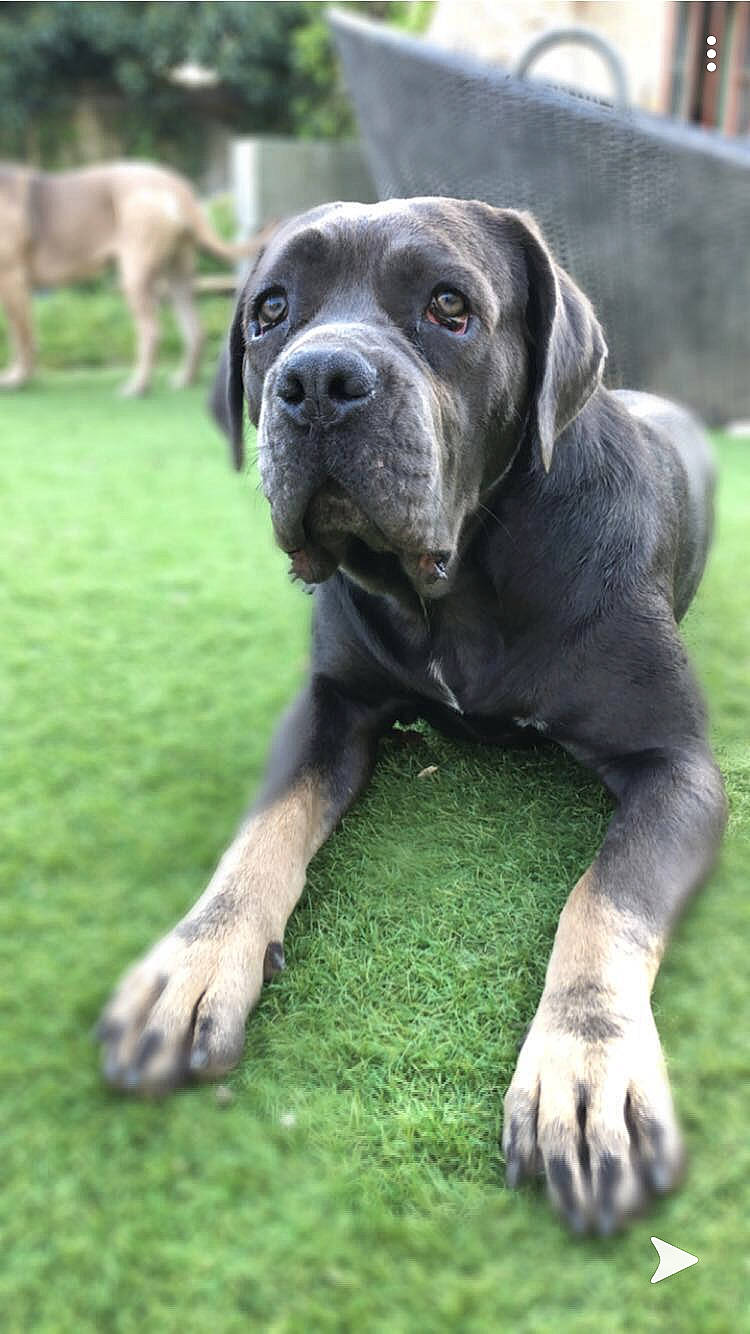 Prada a rejoint le concours — aidez-le/la à gagner de superbes lots ! ancient_dog_breeds, bandog, boerboel, cane_corso, canidae, carnivore, companion_dog, dog, dog_breed, english_mastiff, fawn, giant_dog_breed, grass, mammal, molosser, rare_breed_dog, snout, sporting_group, vertebrate, working_dog