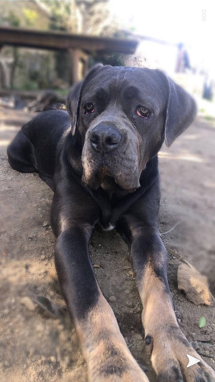 Prada participe au concours pour gagner de l'argent avec cette photo : alano_espanol, alaunt, bandog, boerboel, cane_corso, canidae, carnivore, dog, dog_breed, dogo_sardesco, fawn, guard_dog, mammal, molosser, perro_de_presa_canario, rare_breed_dog, snout, sporting_group, vertebrate, working_dog