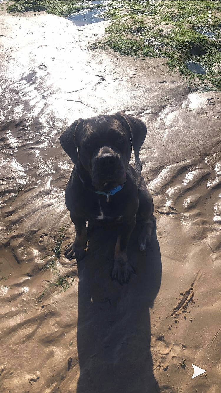 Prada a rejoint le concours — aidez-le/la à gagner de superbes lots ! adventure, canidae, carnivore, dog, dog_breed, fawn, guard_dog, labrador_retriever, patterdale_terrier, snout, sporting_group