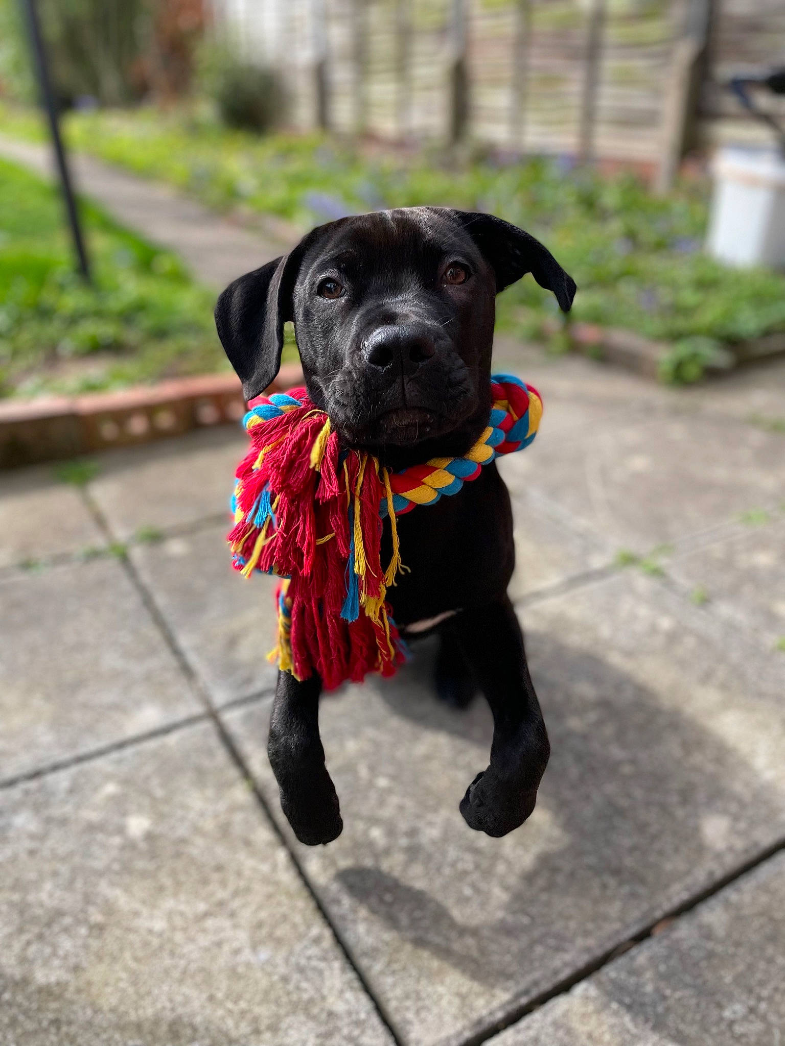 Kilo is registered to the contest to win money with this photo: borador, canidae, carnivore, collar, companion_dog, dog, dog_breed, dog_collar, dog_supply, fashion_accessory, fawn, fur, gun_dog, leash, liver, pet_supply, plant, snout, sporting_group, working_animal