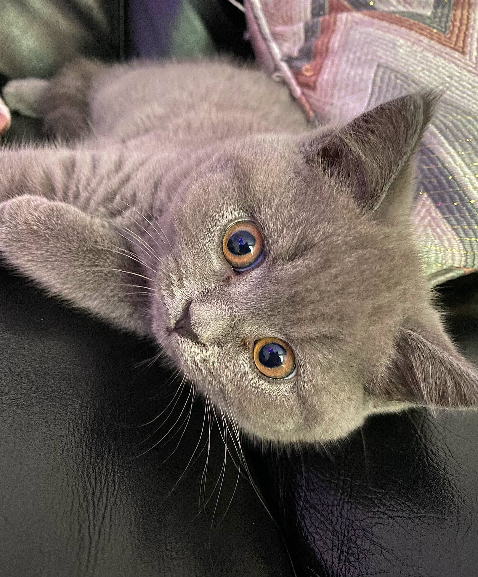 Doja is registered to the contest to win money with this photo: carnivore, cat, domestic_short_haired_cat, felidae, fur, grey, russian_blue, small_to_medium_sized_cats, snout, terrestrial_animal, whiskers