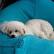 Tina participe au concours pour gagner de l'argent avec cette photo : animal, blanket, blue_blanket, canine, comfortable, cozy, curled_up, cute, dog, fur, indoor, nap, pet, relaxed, resting, sleeping, sleepy, small_dog, soft_texture, white_dog