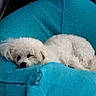 animal, blanket, blue_blanket, canine, comfortable, cozy, curled_up, cute, dog, fur, indoor, nap, pet, relaxed, resting, sleeping, sleepy, small_dog, soft_texture, white_dog