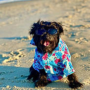 Harley is registered to the contest to win money with this photo: dog, black_dog, sunglasses, hawaiian_shirt, beach, sand, sunlight, sea, waves, summer, pet, canine, animal, outdoors, fashion, tongue_out, happy, sitting, portrait, vacation