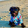 dog, black_dog, sunglasses, hawaiian_shirt, beach, sand, sunlight, sea, waves, summer, pet, canine, animal, outdoors, fashion, tongue_out, happy, sitting, portrait, vacation