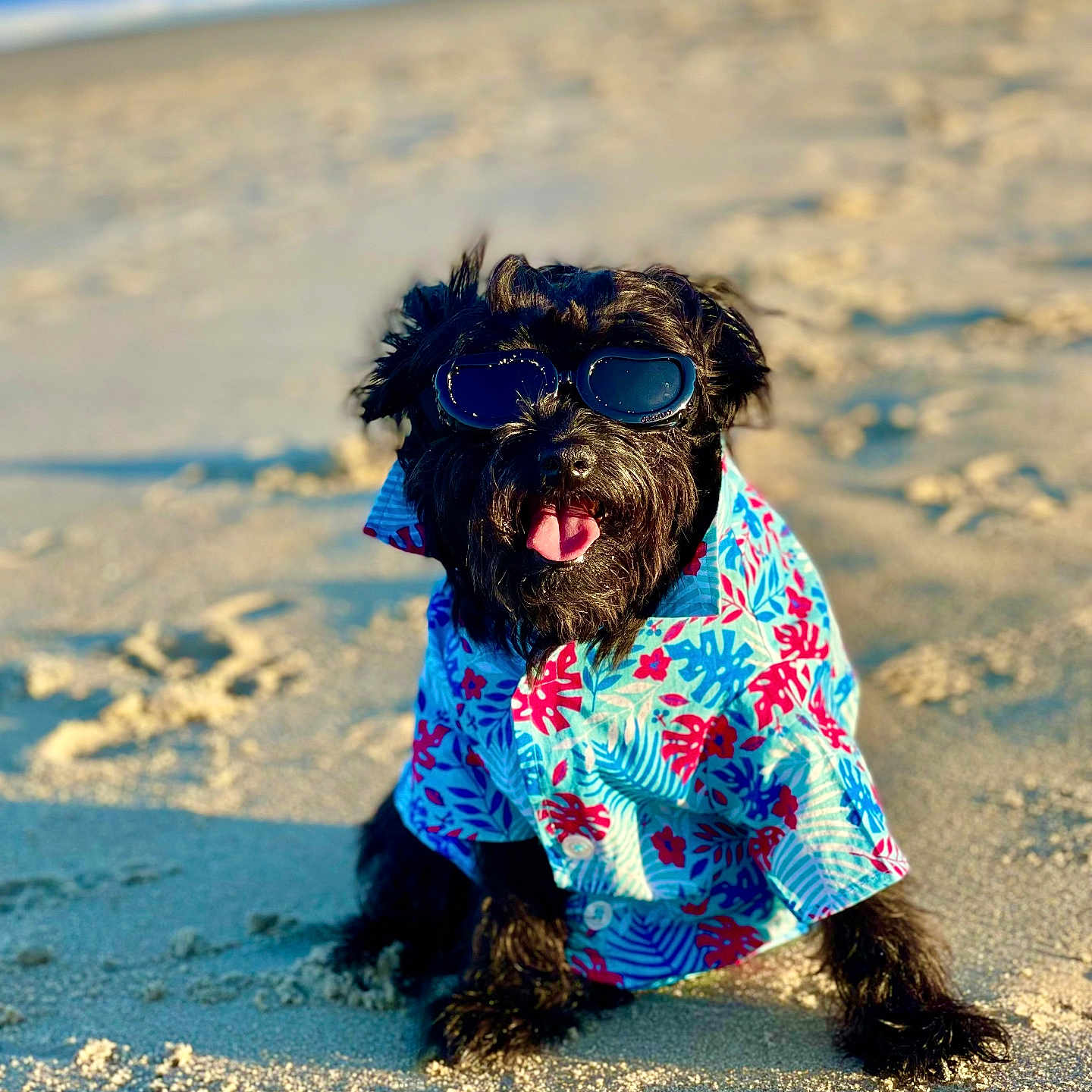 Harley is registered to the contest to win money with this photo: animal, beach, black_dog, canine, dog, fashion, happy, hawaiian_shirt, outdoors, pet, portrait, sand, sea, sitting, summer, sunglasses, sunlight, tongue_out, vacation, waves