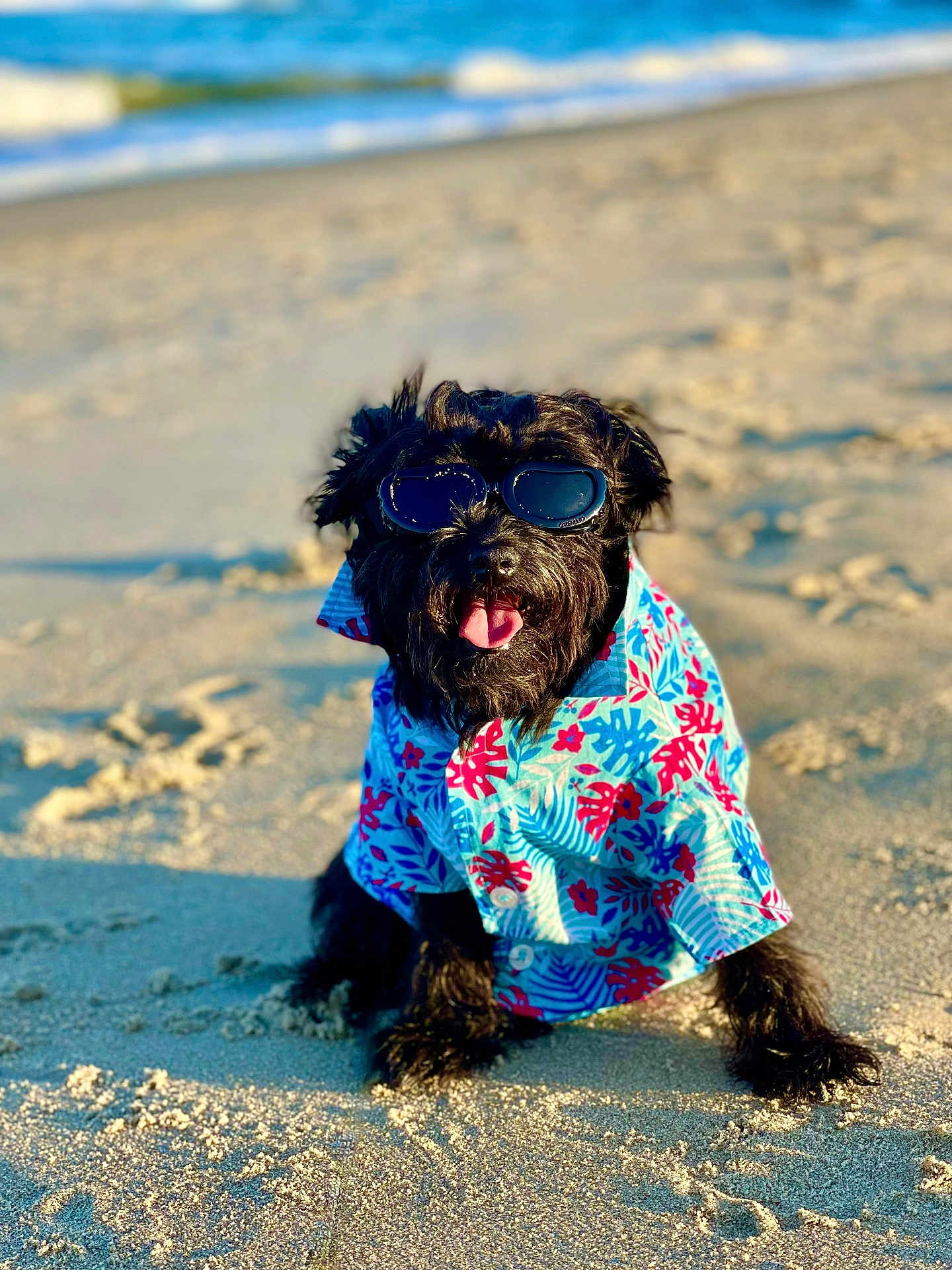 Harley is registered to the contest to win money with this photo: dog, black_dog, sunglasses, hawaiian_shirt, beach, sand, sunlight, sea, waves, summer, pet, canine, animal, outdoors, fashion, tongue_out, happy, sitting, portrait, vacation