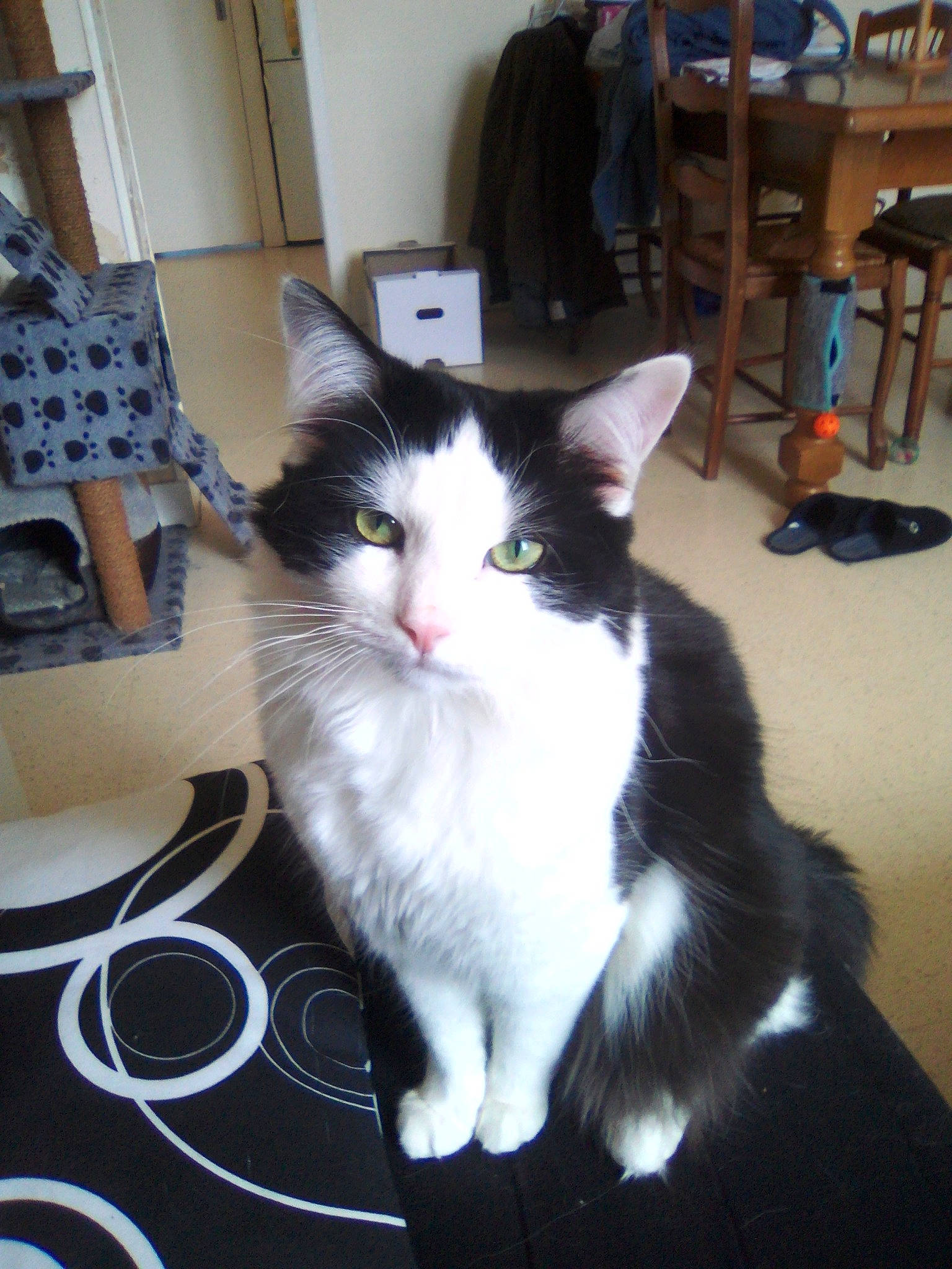 Mogwai participe au concours pour gagner de l'argent avec cette photo : box, carnivore, cat, chair, claw, comfort, curtain, domestic_short_haired_cat, felidae, floor, flooring, foot, fur, hardwood, paw, sitting, small_to_medium_sized_cats, tail, whiskers, wood