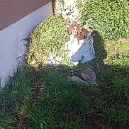 Astra a rejoint le concours — aidez-le/la à gagner de superbes lots ! animal, brown_dog, bush, canine, daylight, dog, garden, grass, leaf, nature, outdoor, pet, plant, relaxed, resting, shadow, sunlight, vegetation, wall, white_sack