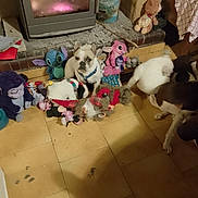 Uranie a rejoint le concours — aidez-le/la à gagner de superbes lots ! animal, blue_harness, brown_dog, cozy, decor, dog, fireplace, floor, home, indoor, pet, playful, plush, sitting, stuffed_animal, stuffed_toy, tile_floor, toy, warm_light, white_dog