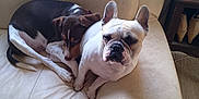 Uranie participe au concours pour gagner de l'argent avec cette photo : animal, brown_dog, close_together, companion, couch, cozy, curious, cute, dog, domestic, floor, french_bulldog, furniture, home, indoor, mixed_breed, pet, resting, sleepy, white_dog