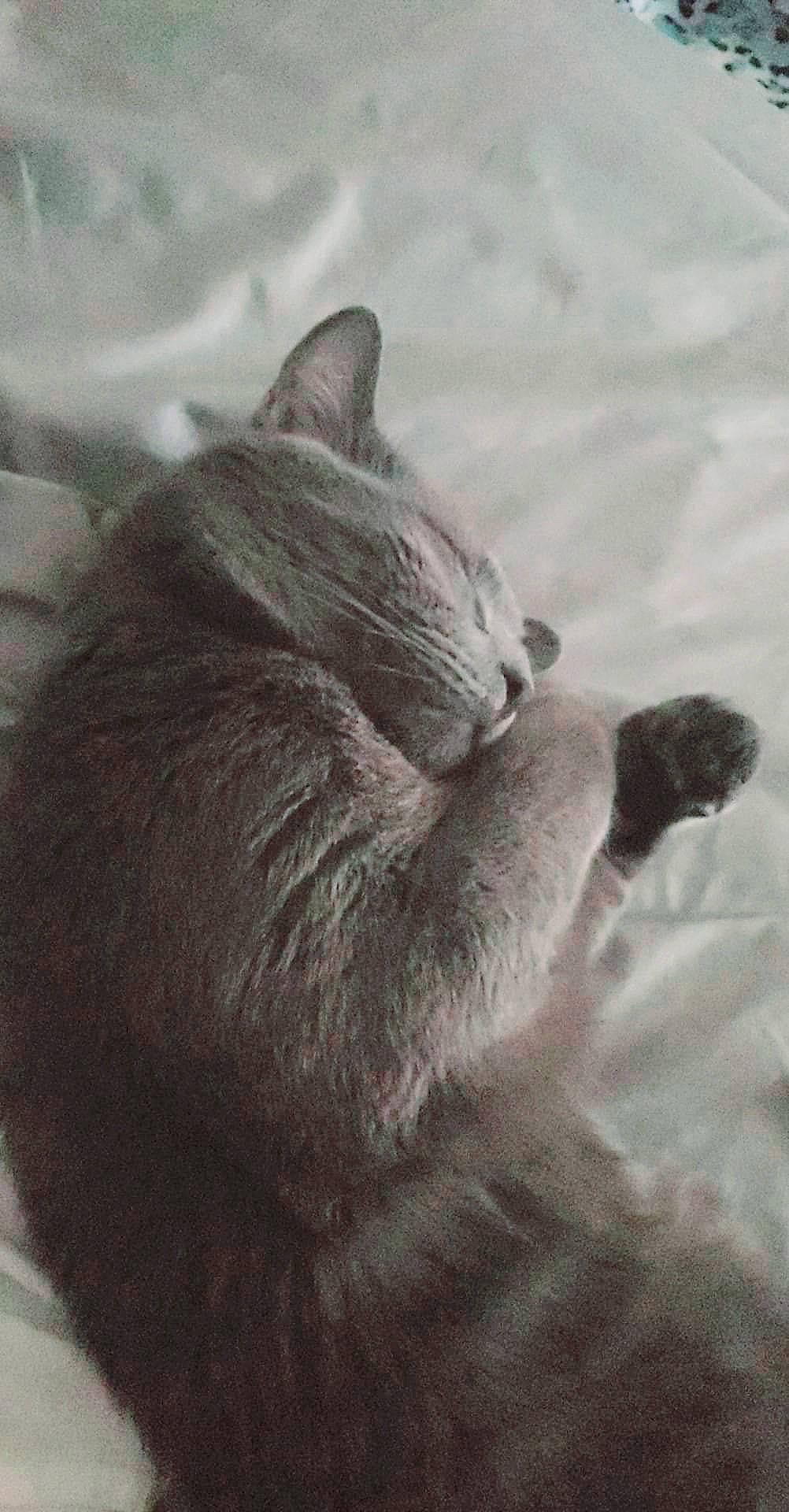 Max joined the competition — help win amazing prizes! black_and_white, british_shorthair, carnivore, cat, chartreux, domestic_short_haired_cat, felidae, kitten, korat, nebelung, russian_blue, small_to_medium_sized_cats, snout, tail, whiskers