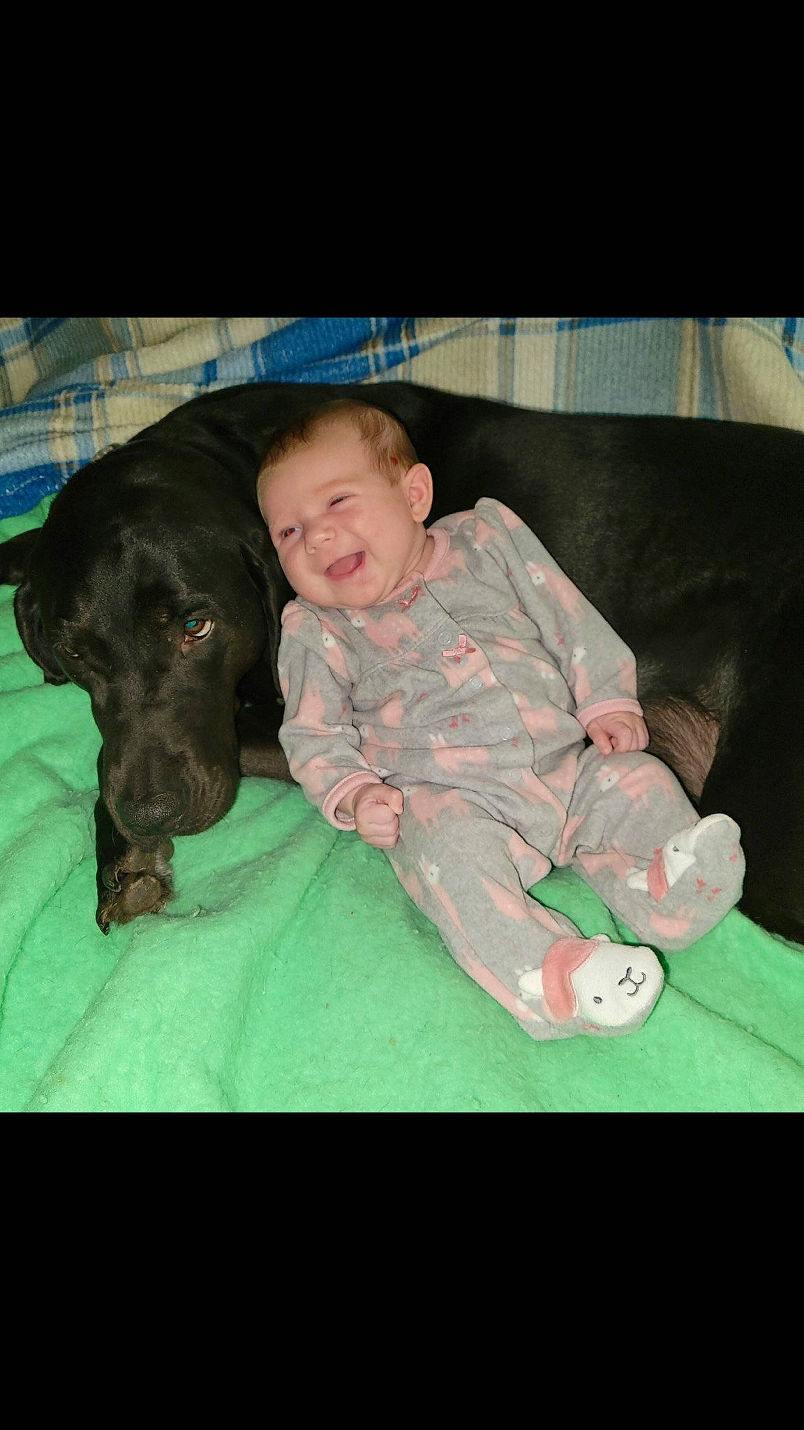 Enid is registered to the contest to win money with this photo: baby, baby_toddler_clothing, carnivore, comfort, companion_dog, dog, dog_breed, fun, grass, head, lap, mammal, person, sitting, sleeve, smile, snout, sporting_group, toddler, vertebrate