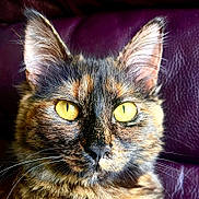 Koffee is registered to the contest to win money with this photo: alert, animal, bright_eyes, cat, close_up, closeup, domestic_cat, ears, face, feline, fur, indoor, leather, pet, portrait, purple_background, texture, tortoiseshell, whiskers, yellow_eyes
