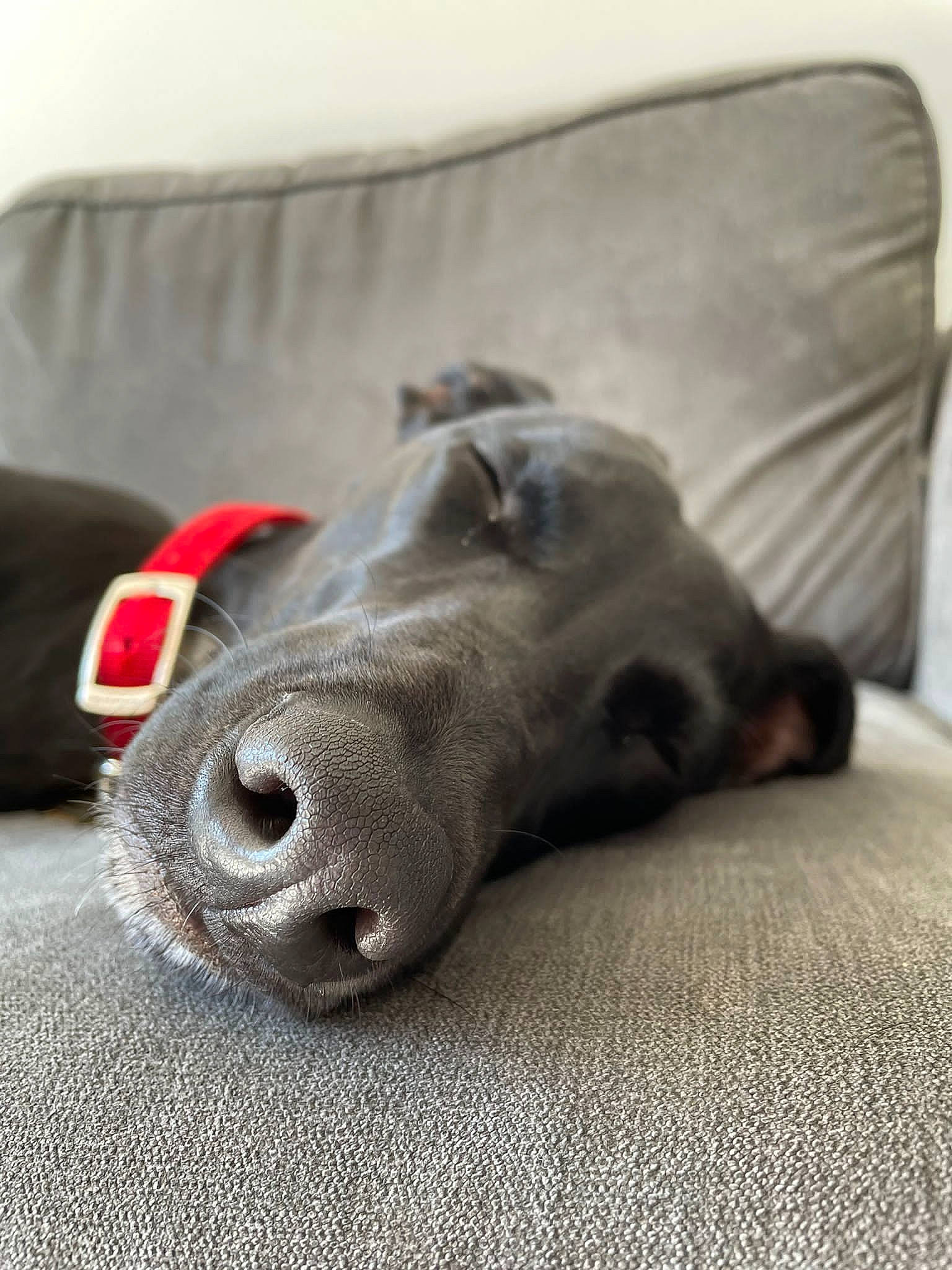 Cherry joined the competition — help win amazing prizes! canidae, carnivore, collar, comfort, companion_dog, couch, dog, dog_breed, dog_collar, fawn, flooring, grey, liver, metal, paw, rectangle, snout, sporting_group, whiskers, working_animal