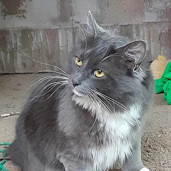 Bb