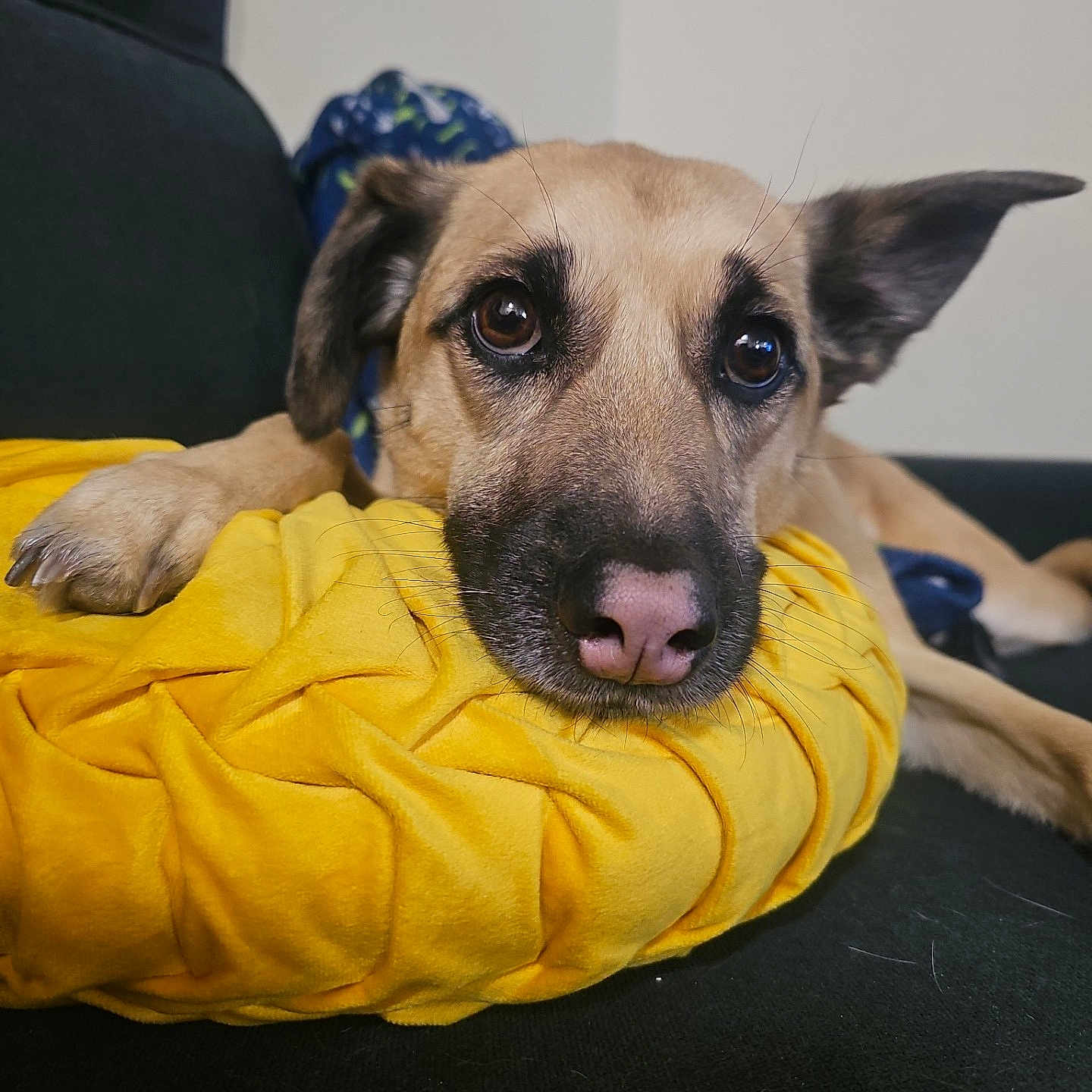 Evie joined the competition — help win amazing prizes! animal, blanket, canine, couch, cushion, dog, face, furniture, germanshepherd, head, homedecor, hound, indoors, labradorretriever, person, pet, photography, portrait, puppy, sleeping