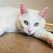 Winter is registered to the contest to win money with this photo: animal, cat, closeup, cozy, cute, domestic_cat, ears, feline, green_eyes, indoor, laying_down, pet, pink_nose, pink_paw_pads, relaxed, soft_light, stretching, whiskers, white_cat, wooden_floor