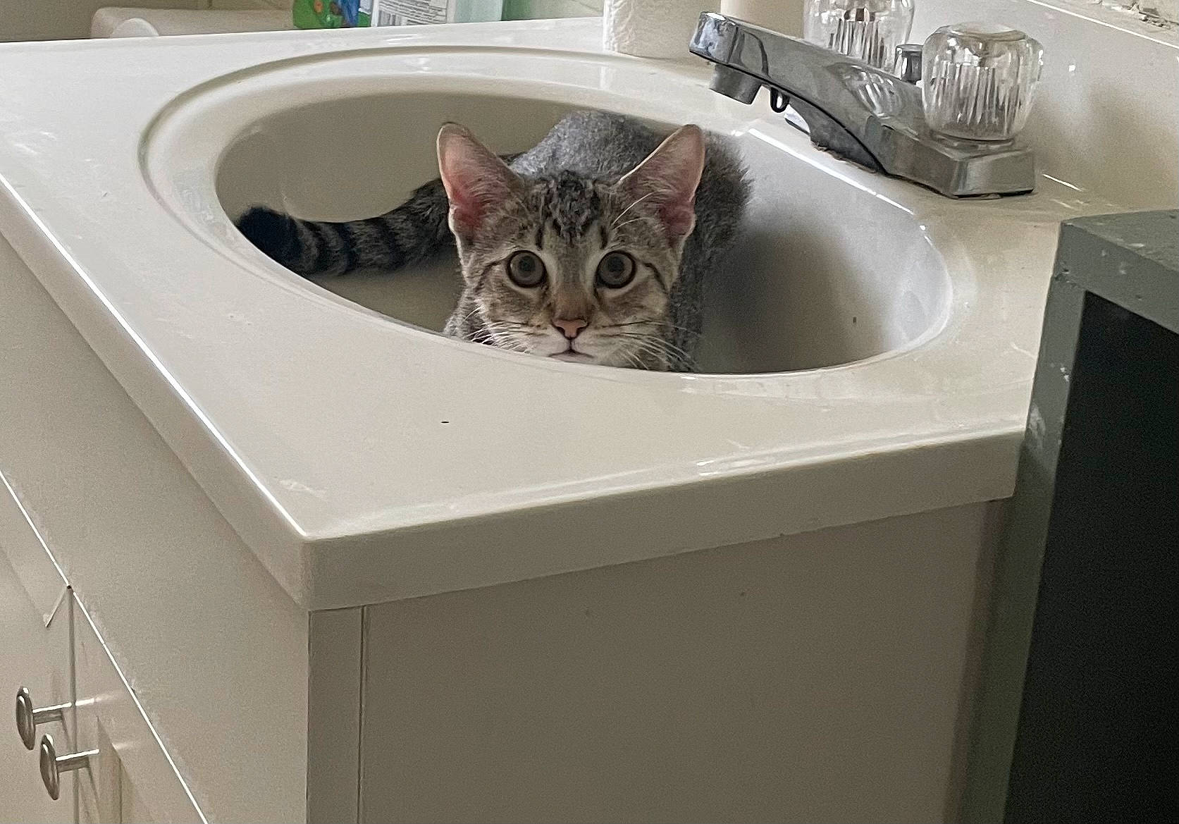 Pawl is registered to the contest to win money with this photo: bathroom, bathroom_sink, carnivore, cat, ceramic, clothes_dryer, countertop, domestic_short_haired_cat, felidae, grey, major_appliance, plumbing, plumbing_fixture, room, sink, small_to_medium_sized_cats, tap, washing_machine, whiskers, white