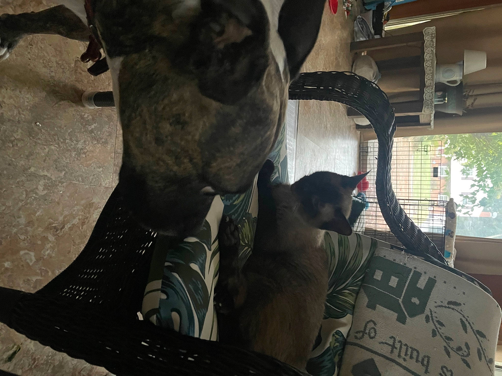 Dolce joined the competition — help win amazing prizes! carnivore, cat, collar, comfort, dog_breed, domestic_short_haired_cat, fawn, felidae, fur, guard_dog, small_to_medium_sized_cats, snout, sporting_group, tail, terrestrial_animal, whiskers, working_animal