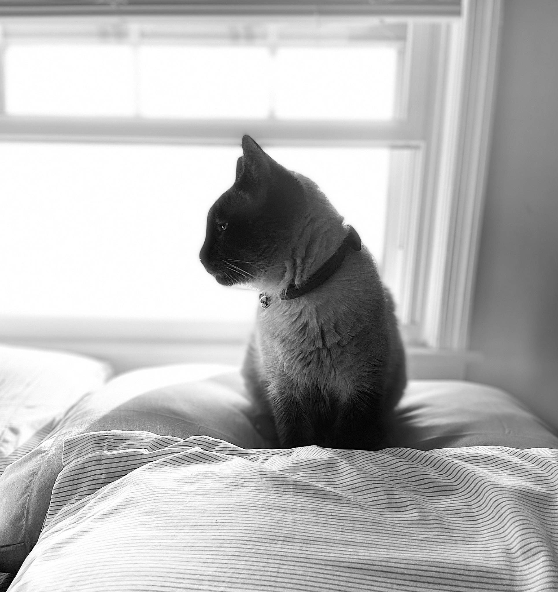 Dolce joined the competition — help win amazing prizes! black, black_and_white, carnivore, cat, comfort, felidae, grey, human_body, leg, monochrome, monochrome_photography, small_to_medium_sized_cats, snout, style, tail, tints_and_shades, whiskers, white, window, wood