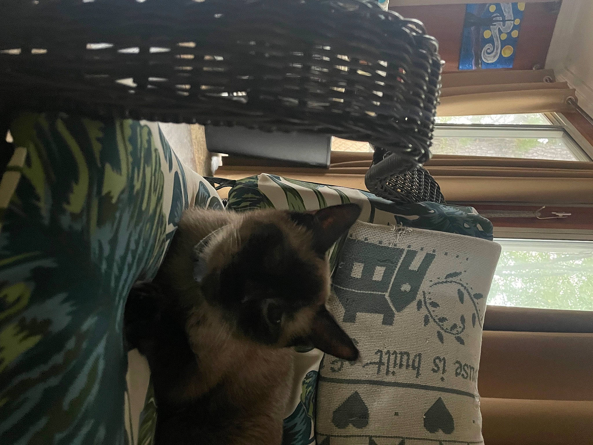 Dolce joined the competition — help win amazing prizes! auto_part, automotive_design, automotive_exterior, carnivore, cat, comfort, domestic_short_haired_cat, fashion_accessory, felidae, font, fur, glass, metal, motor_vehicle, small_to_medium_sized_cats, terrestrial_animal, tints_and_shades, whiskers, window, windshield