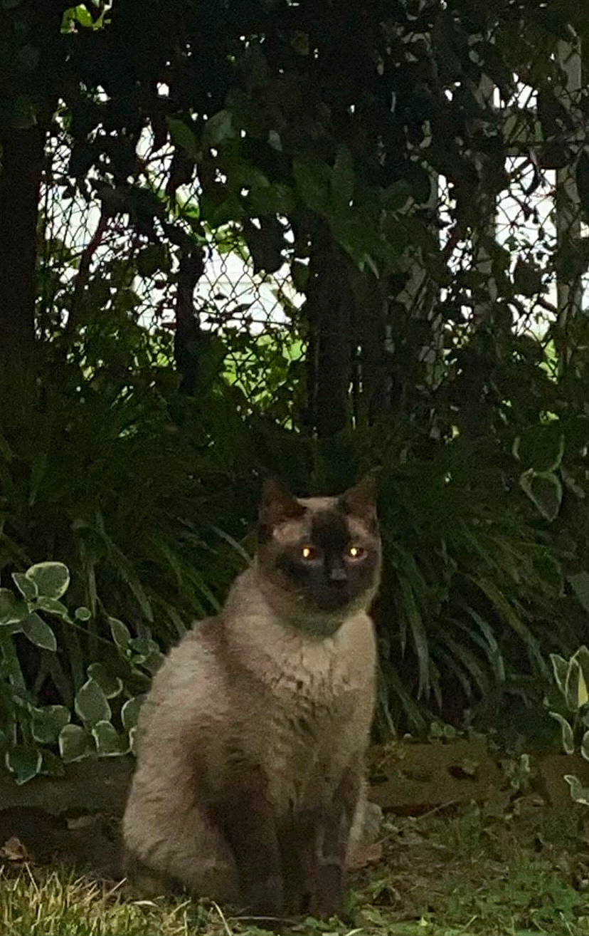 Dolce joined the competition — help win amazing prizes! carnivore, cat, darkness, domestic_short_haired_cat, fawn, felidae, fur, grass, plant, shrub, small_to_medium_sized_cats, snout, soil, tail, terrestrial_animal, tree, trunk, whiskers, wood, woody_plant