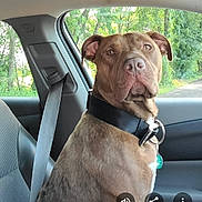 Avery joined the competition — help win amazing prizes! alert, animal, brown_dog, canine, car_interior, collar, daylight, dog, domestic_animal, forest, greenery, nature, passenger_seat, pet, portrait, road, seatbelt, sitting, vehicle, window