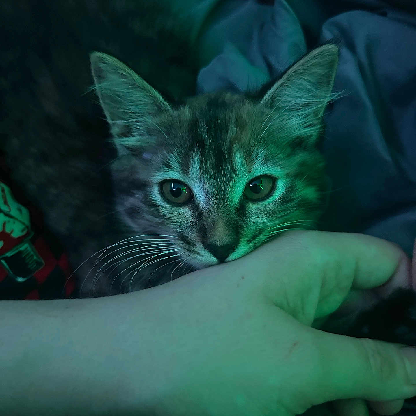 Sophie Loafie joined the competition — help win amazing prizes! bedding, blanket, cat, close_up, cozy, cuddle, domestic_animal, ears, eyes, fur, green_light, human_hand, indoor, kitten, nose, paw, pet, portrait, sleepy, whiskers