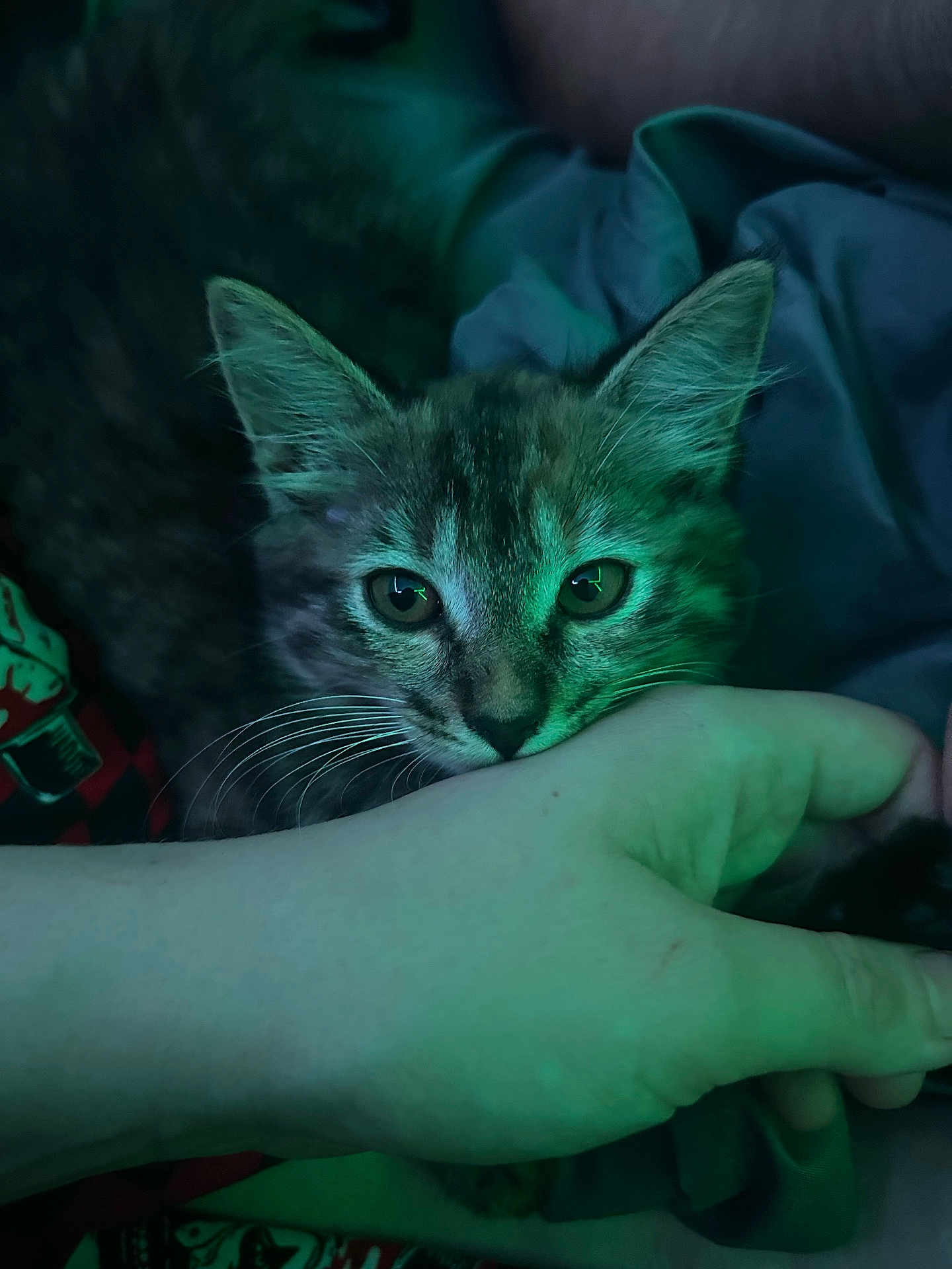 Sophie Loafie joined the competition — help win amazing prizes! cat, kitten, pet, whiskers, human_hand, close_up, portrait, indoor, blanket, bedding, green_light, ears, eyes, fur, cuddle, paw, cozy, nose, sleepy, domestic_animal