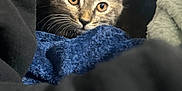 Sophie Loafie is registered to the contest to win money with this photo: cat, kitten, pet, fur, whiskers, ears, eyes, blanket, cozy, indoor, portrait, close_up, cute, looking_at_camera, soft_texture, blue_blanket, black_fabric, bedding, resting, domestic_animal