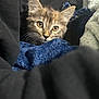 bedding, black_fabric, blanket, blue_blanket, cat, close_up, cozy, cute, domestic_animal, ears, eyes, fur, indoor, kitten, looking_at_camera, pet, portrait, resting, soft_texture, whiskers